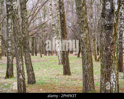 Viele Bäume im Birkenhain, Baumstämme, verstreute Blätter Stockfoto