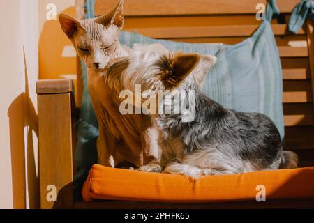 Sphinx-Katze und kleiner Hund liegen nebeneinander auf der Couch. Eine kahlköpfige kanadische Sphynx-Katze, ein Yorkshire Terrier Welpe, der auf einem orangefarbenen Sofa schläft. Werteliste Stockfoto