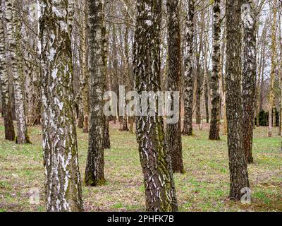 Viele Bäume im Birkenhain, Baumstämme, gefallene gelbe Blätter Stockfoto