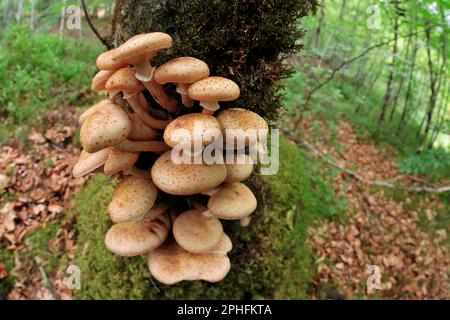 Honigpilz/Bootlace Pilz (Armillaria mellea), der am Stamm einer Erle (Alnus glutinosa) Ross-shire, Schottland, September 2018 wächst Stockfoto