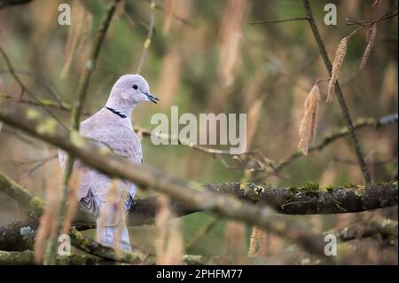 Eurasische Halsentaube, Streptopelia decaocto, einzelner Vogel auf dem Ast. Stockfoto