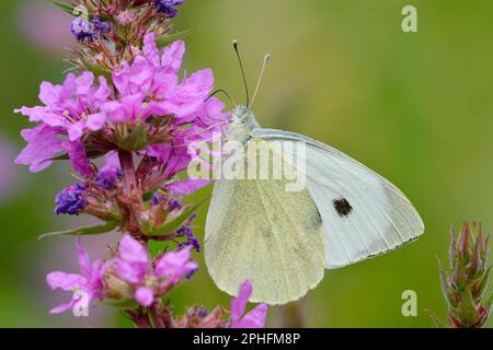 Großer weißer Schmetterling/Kohlweißer Schmetterling (Pieris brassicae), der sich auf lila Loosetrife Blume (Lythrum salicaria), die im Gartenteich wächst, nektarisiert. Stockfoto