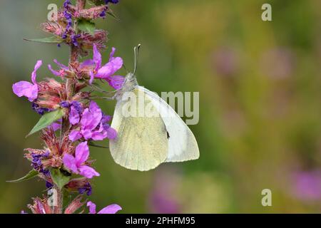 Großer weißer Schmetterling/Kohlweißer Schmetterling (Pieris brassicae), der sich auf lila Loosetrife Blume (Lythrum salicaria), die im Gartenteich wächst, nektarisiert. Stockfoto