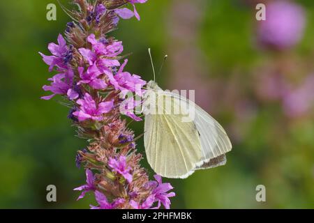 Großer weißer Schmetterling/Kohlweißer Schmetterling (Pieris brassicae), der sich auf lila Loosetrife Blume (Lythrum salicaria), die im Gartenteich wächst, nektarisiert. Stockfoto