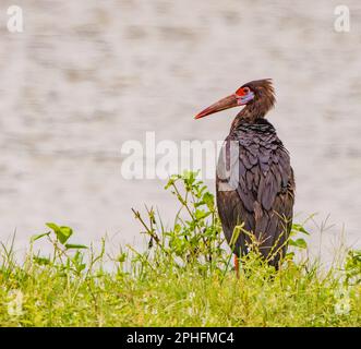 Abdim’s Stork Stockfoto