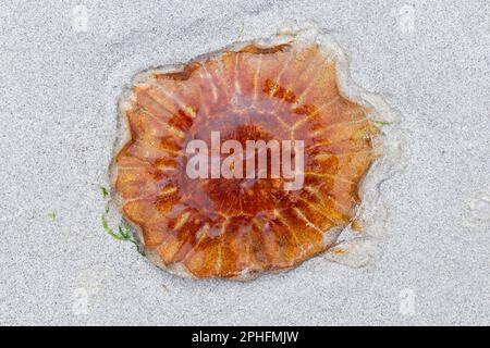 Lion's Mane Jellyfish (Cyanea capillata), Blick von oben auf einen Abschnitt von toten, gestrandeten Exemplaren am Strand, Sanday, Orkney, Schottland, August 2019 Stockfoto