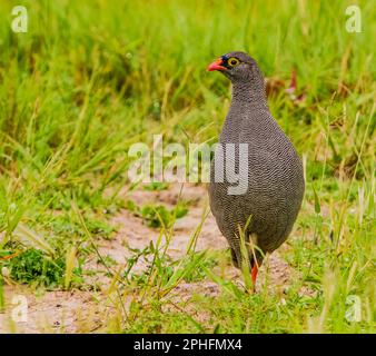 Rotschnabelhuhn Stockfoto