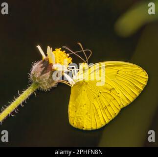 Kleiner Grass, Gelber Schmetterling Stockfoto