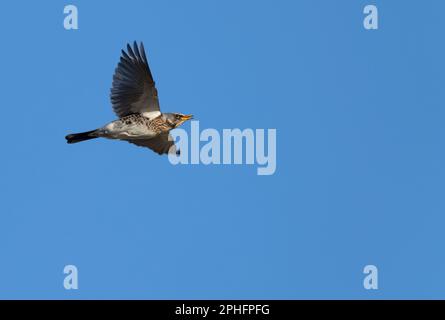 Ein Fieldfare (Turdus pilaris) im Flug gegen den blauen Himmel, Norfolk Stockfoto
