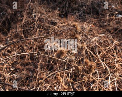 Trockene Dornklaue in der Natur aus Nahaufnahme. Die Stachelkraut-Burdock-Pflanze oder Arctium-Pflanze aus der Familie der Asteraceae. Getrocknete Saatgutköpfe. Reife Grate Stockfoto