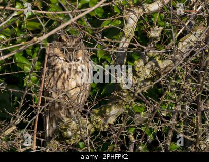 Eine wilde langohrige Eule (ASIO otus), die tagsüber in Norfolk ruht Stockfoto