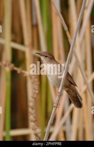 Im Schilf... Warbler ( Locustella luscinioides ) Stockfoto