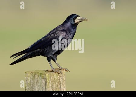 Blau schimmerndes Gefieder... Turm ( Corvus frugilegus ) auf einem Zaunpfahl. Stockfoto