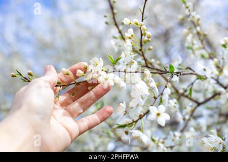 Die Hand einer Frau berührt einen blühenden Kirschzweig an einem sonnigen Frühlingstag im Garten. Das Erwachen der Natur. Stockfoto