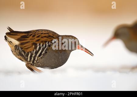 Im Winter... Zwei Wasserbahnen ( Rallus aquaticus ) auf der Suche nach Essen in Schnee und Eis Stockfoto