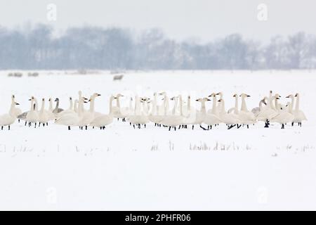 Warnung... Bewick's Swans ( Cygnus bewickii ), große Gruppe, die alle zusammen auf einem schneebedeckten Feld sitzt Stockfoto