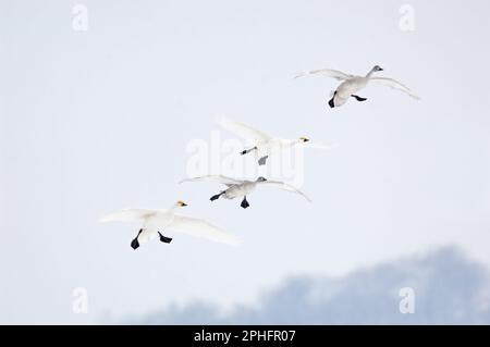 Eingehend... Kleine Schwäne ( Cygnus bewickii ), im Flug, ganze Familie, Paar mit zwei jungen Vögeln, die einfliegen. Stockfoto