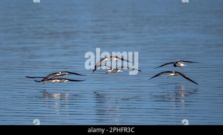 Eine Schar schwarzer Skimmer über dem Myakka Lake im Myakka River State Park in Sarasota, Florida, USA Stockfoto