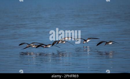 Eine Schar schwarzer Skimmer über dem Myakka Lake im Myakka River State Park in Sarasota, Florida, USA Stockfoto