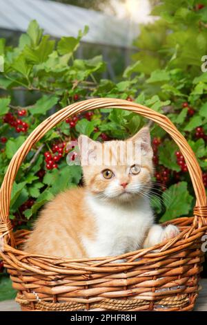 Ein britisches rothaarige Kurzhaarkätzchen sitzt in einem Korb aus Reben vor dem Hintergrund eines Johannisbeerbusches mit roten Beeren. Das Konzept von t Stockfoto