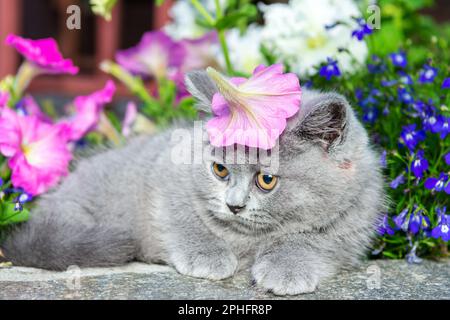 Britische graue Kurzhaarkätzchen, die auf einem Felsen im Gras in der Nähe sitzen, vor einem rosa Petunia-Hintergrund Stockfoto