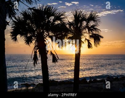 Palmen am Caspersen Beach in Venice, Florida, USA, haben einen orange-blauen Sonnenuntergang über dem Golf von Mexiko Stockfoto