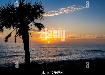 Palmen am Caspersen Beach in Venice, Florida, USA, haben einen orange-blauen Sonnenuntergang über dem Golf von Mexiko Stockfoto