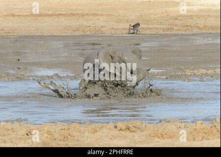 Sie spritzt herum. Nambia: DIESE BEZAUBERNDEN Bilder zeigen einen jungen Elefanten, der die Zeit seines Lebens hat, während er wild im schlammigen Wasser spielte. Ein Bild sho Stockfoto