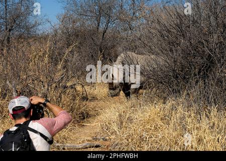 Ich komme näher. Nambia: DIESE ATEMBERAUBENDEN Bilder zeigen einen Fotografen, der ein Paar junger weißer Nashörner aus nächster Nähe sieht. Ein Bild zeigt den Stockfoto