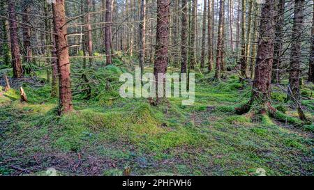 Eine üppige Waldlandschaft mit hohen Bäumen und üppig grünem Moos in einem Wald Stockfoto