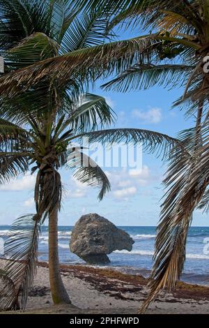 Bathsheba, Barbados, Karibischer Felsen erodierte am Fuß durch Wetter und Meer. Kokospalmen an der Küste, die den Felsen umrahmen. Ebbe, die Algen freisetzt. Stockfoto