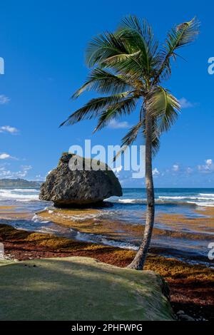 Bathsheba, Barbados, Karibischer Felsen erodierte am Fuß durch Wetter und Meer. Kokospalme an der Küste im Vordergrund. Ebbe, die Algen freisetzt. Stockfoto