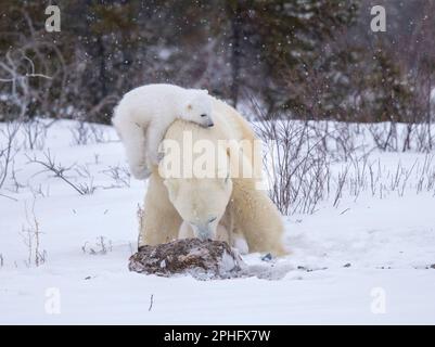 Ich Spiele mit Mama. Kanada: DIESE BEZAUBERNDEN Bilder zeigen zwei neugeborene Jungen, die den Schnee genießen und ihre Mutter als Spielausrüstung benutzen. Ein Bild zeigt den Stockfoto