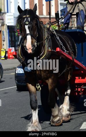 Wadworth shire Horse Max liefert Bier in Devizes per Dray. Stockfoto