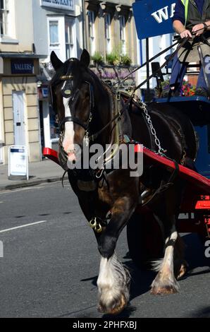 Wadworth shire Horse Max liefert Bier in Devizes per Dray. Stockfoto