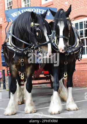 Wadworth shire Horses Max und Monty vor der Brauerei Northgate in Devizes, Wiltshire, warten darauf, Bier in den lokalen Pubs mit traditionellem Dray zu liefern. Stockfoto