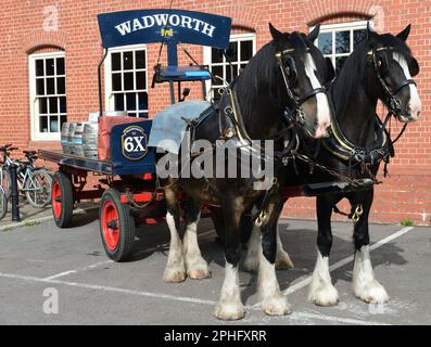 Wadworth shire Horses Max und Monty vor der Brauerei Northgate in Devizes, Wiltshire, warten darauf, Bier in den lokalen Pubs mit traditionellem Dray zu liefern. Stockfoto