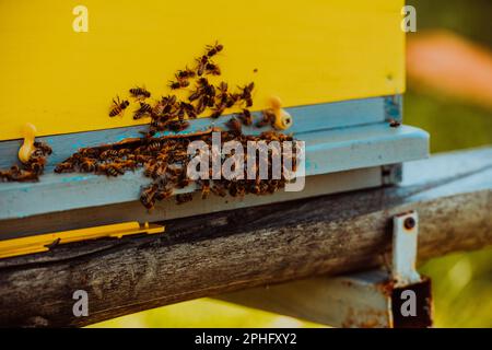 Nahaufnahme von Bienen, die um den Bienenstock schweben und Pollen tragen Stockfoto