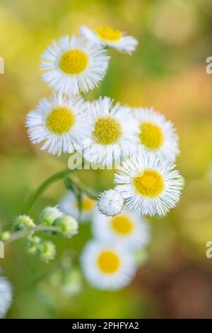 Leuchtend weiße Fleabane-Blüten mit sonniger gelber Mitte. Stockfoto