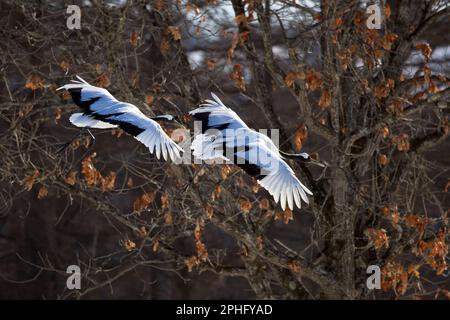 Zwei Kraniche mit roter Krone, die durch einen kargen Winterbaum schweben, umgeben von zarten, mattierten Blättern in Japan Stockfoto