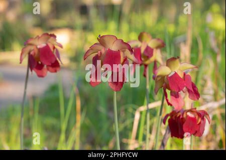 Eine Gruppe lilafarbener Pitcher, die in einem texanischen Garten wachsen. Stockfoto