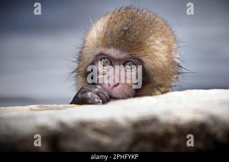 Ein niedlicher Schneeaffe, hoch oben im Schnee, in einem verspielten Ausdruck im Jigokudani Monkey Park, Japan Stockfoto