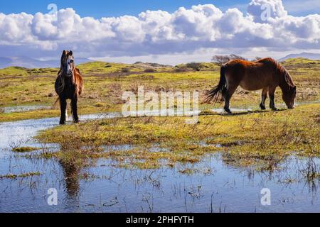 Zwei walisische Ponys grasen im Newborough Warren Nature Reserve. Newborough, Isle of Anglesey, Wales, Vereinigtes Königreich, Großbritannien Stockfoto