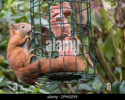 Ein wildes rotes Eichhörnchen (Sciurus vulgaris) auf einem viehhörnchensicheren Futter, das in einem Garten hängt. Benllech, Isle of Anglesey, Wales, Vereinigtes Königreich, Großbritannien Stockfoto