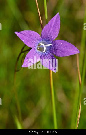 Eine einzelne lebendige Blume hebt sich auf einem üppigen Feld mit grünem Gras hervor und bietet einen wunderschönen und auffälligen Kontrast Stockfoto