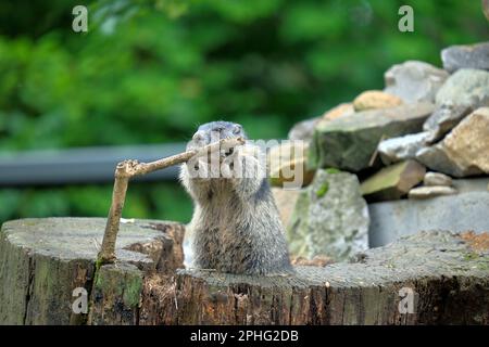 Murmeltier auf Baumstumpf hält sich an Ast fest Stockfoto