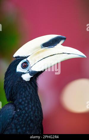Nahaufnahme eines männlichen orientalischen Rattenhornvogel, der in einem öffentlichen Wohnhaus in Singapur forschte Stockfoto