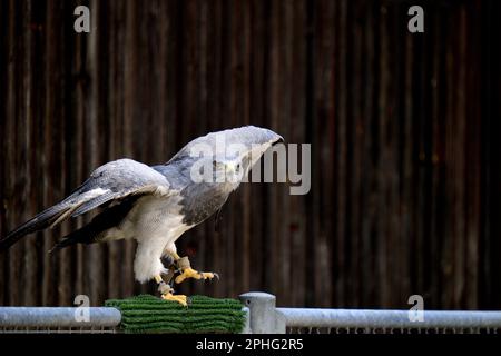 Schwarzkastenseeadler mit erhobenen Klauen in Ketten am Geländer Stockfoto