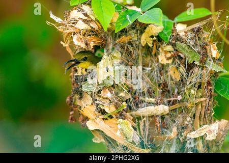 Ein weiblicher Sonnenvogel mit Olivensauce, der aus ihrem Nest in einem Park in Singapur auftaucht Stockfoto