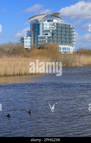 Cardiff Bay Wetlands Nature Reserve, Cardiff Bay, South Wales, Großbritannien. Stockfoto